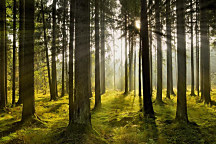 Obraz Slnko medzi stromami 